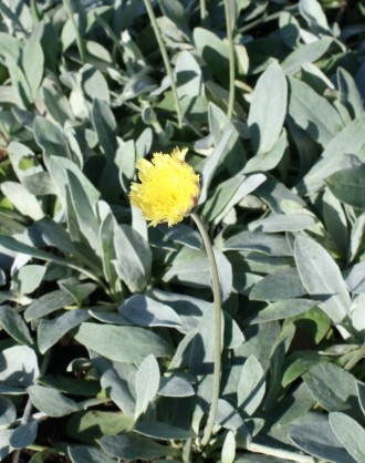 Hieracium pilosella 'Niveum'