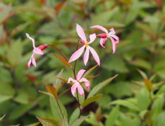 Gillenia trifoliata 'Pink Profusion'