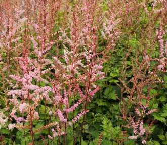 Astilbe x arendsii 'Color Flash'