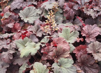 Heuchera  'Cajun Fire'