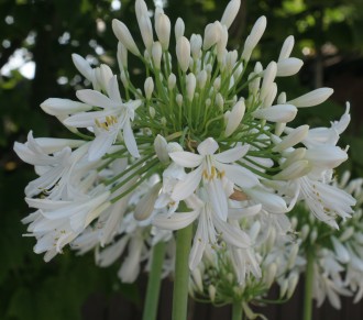 Agapanthus  'Baby Blue'