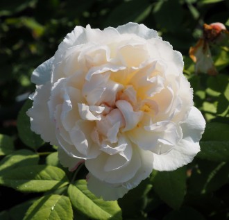 Rosa  'Winchester Cathedral'
