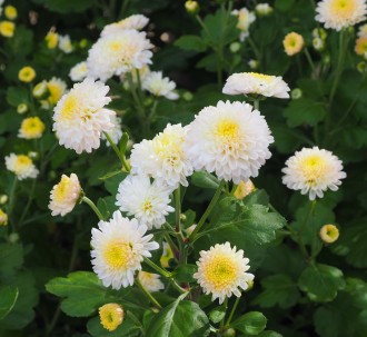 Chrysanthemum  'White Bouquet'