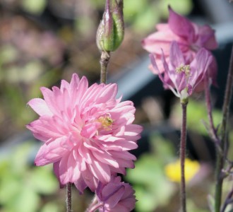 Aquilegia vulgaris 'Rose Barlow'