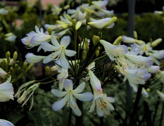 Agapanthus  'Silver Baby'