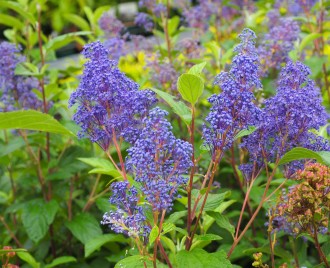 Ceanothus x delileanus 'Henri Défossé'