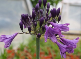 Agapanthus  'Poppin Purple' ®