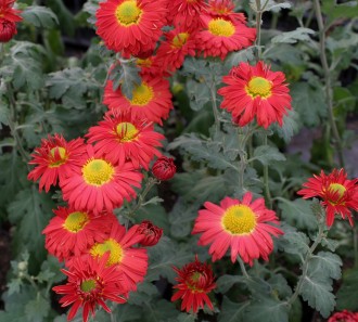 Chrysanthemum  'Apollo'