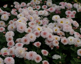 Chrysanthemum  'Julchen'