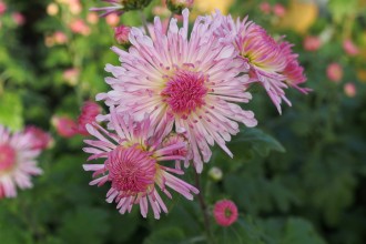 Chrysanthemum  'Nebelrose'