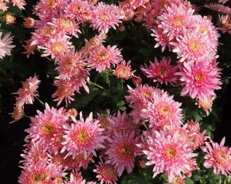 Chrysanthemum  'Andante'