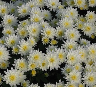 Chrysanthemum  'Bounty Blanc'