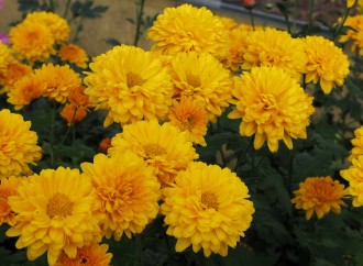 Chrysanthemum  'Indian Summer'