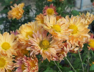 Chrysanthemum  'Kleiner Bernstein'
