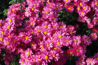 Chrysanthemum  'Herbstkuss'