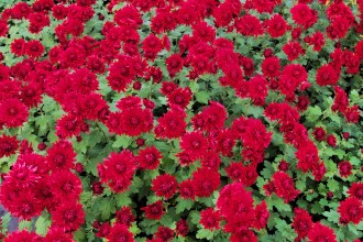Chrysanthemum  'Ruby Mound'