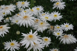 Chrysanthemum x sup. 'Christine Hagemann'