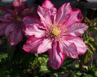 Clematis  'Paradiso'