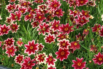 Coreopsis  'Ruby Frost'