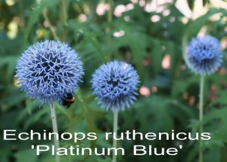 Echinops ruthenicus 'Platinum Blue'