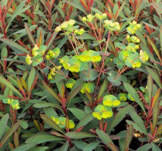 Euphorbia  'Miner's Merlot'