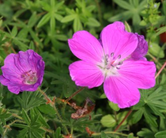 Geranium sanguineum 'Elsbeth'