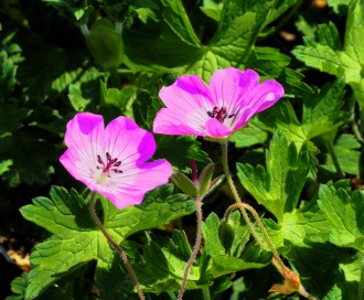 Geranium wallichianum 'Kelly-Anne'