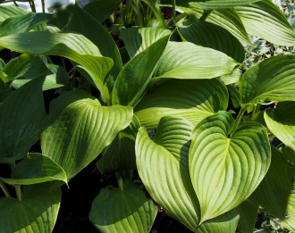 Hosta  'Empress Wu'