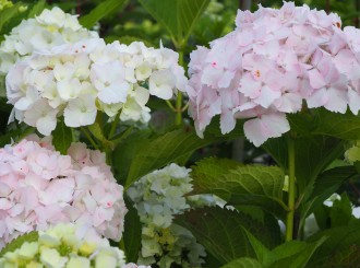 Hydrangea macrophylla 'Mad.me E. Mouilière'