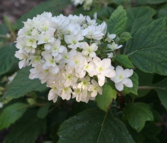 Hydrangea quercifolia 'Snow Flake'