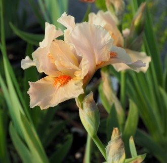 Iris  'Apricot Silk'