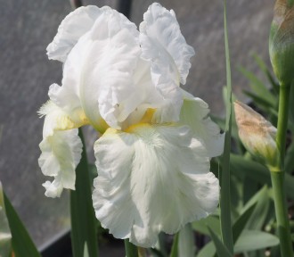 Iris  'White Knight'