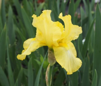 Iris  'Buttered Popcorn'