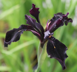 Iris chrysographes 'Dark Form'
