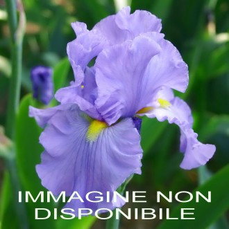 Iris pallida dalmatica
