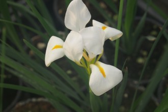 Iris unguicularis 'Alba'