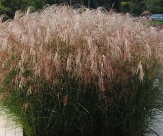 Miscanthus sinensis 'Shikola'