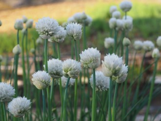 Allium schoenoprasum 'Wallington White'