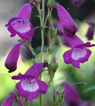 Penstemon hybridum 'Purple Passion'