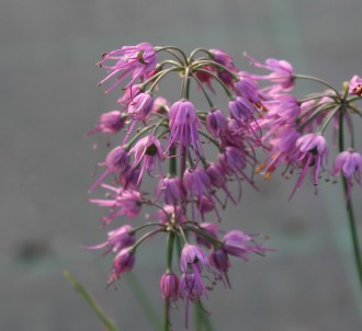 Allium thumbergii 'Ozawa'