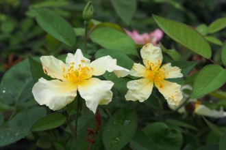 Rosa chinensis 'Yellow Mutabilis'