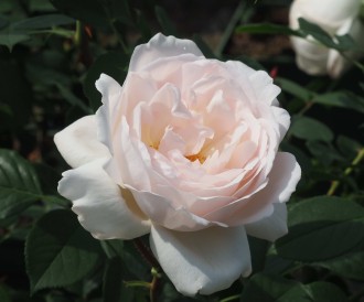Rosa  'Desdemona'