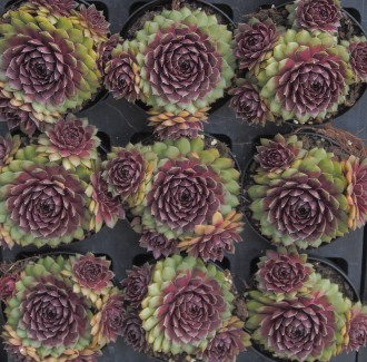 Sempervivum  'Dr. Fritz Köhlein'