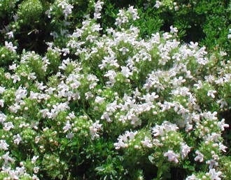 Thymus serpyllum 'Snowdrift'