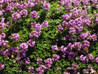 Thymus sp. 'Caborn Wine and Roses'
