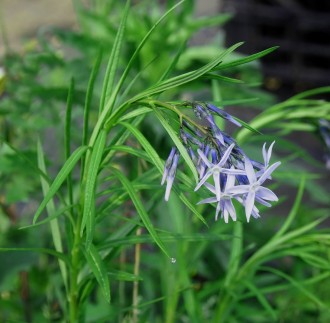 Amsonia  'Blue Ice'