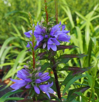 Adenophora  'Gaudi Violet'