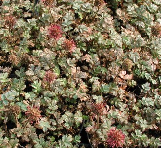 Acaena microphylla 'Kupferteppich'