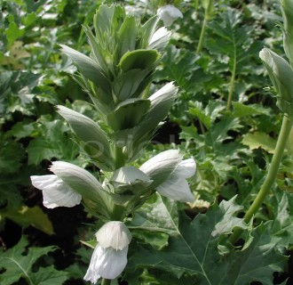 Acanthus mollis 'Jeff Albus'