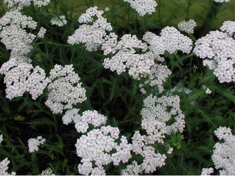 Achillea filipendulina 'Heinrich Vogeler'